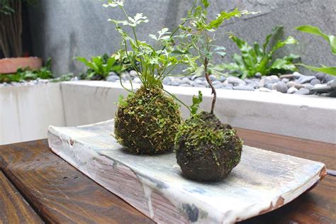 青苔養殖|【苔球製作】苔球DIY、澆水頻率、換盆方式... 苔球照顧必知的 7